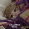 ⋆🐾 gatos tristes ᓚ₍ ^•⁠ ⁠ᴥ •^₎ 21