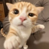 Meme Kucing Ngambek 😾 10