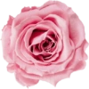 Beautiful Flowers˚˖𓍢🌷✧˚.🎀⋆ 10
