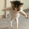 Gatinhos reativos 🐾 21