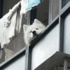 Reaccion mascotas 1.3 11