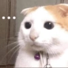 Gatitos Memes😺✨💕12 13