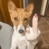 Memes de cachorro 🐶 8