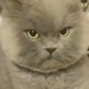 Meme Kucing Ngambek 😾 15