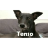 Tenso