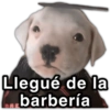 Llegué de la barbería