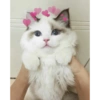 Gatitos tiernos :3 8