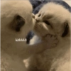 Kucing 14