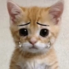 Gatos Tristes 3😿 24