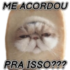 GATINHOS EXPRESSIVOS 😸 6
