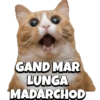 Cats 9