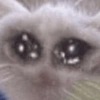 ⋆🐾 gatos tristes ᓚ₍ ^•⁠ ⁠ᴥ •^₎ 7