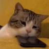 💤 Gatitos Posting 💤 8