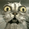Reações gatinhos 8