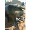 icker.ly holis