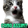 GATINHOS EXPRESSIVOS 😸 9