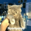 Nyenyenye