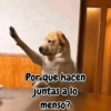 Por qué hacen juntas a lo menso?
