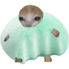 Mochi cat  10