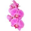 Beautiful Flowers˚˖𓍢🌷✧˚.🎀⋆ 20