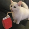 Gatinhos reativos 🐾 12