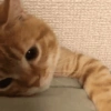 ⋆🐾 gatos tristes ᓚ₍ ^•⁠ ⁠ᴥ •^₎ 18