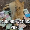 Gatos 5