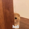 holi