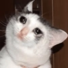 Котенок с грустными глазами
