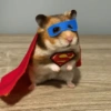 Hamsters Fofinhos 🐹 28