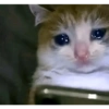 Meme kucing tikus anjing  14