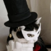 Gato halloween 13