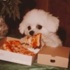 Animais Amor por Comida 🍕♥️ 10