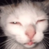 Gatitos. | @ocenferios  Haki. 9