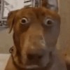 Cachorros zoeiras 14