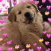 Cachorrinho Feliz com Corações