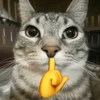 🐈‍⬛🐱🧶 GATOS | CATS 5 🧶🐱🐈‍⬛ 2