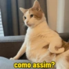 Gatinhos  6