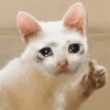 Gatos Tristes 3😿 28