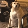 😎 MOODS PERRUNAS 😎 6