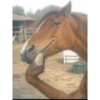 Memes random - Caballos 🤣 18