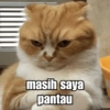 masih saya pantau