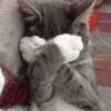 Gatos 13