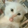 Gatinhos reativos 🐾 9