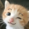😺 Gatitos 😺 16