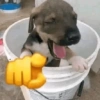 Cachorros zoeiras 13