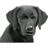 Прищуренный Пес