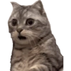 MEME KUCING 9