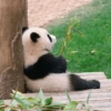 Panda Contemplativo