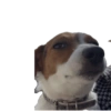 Reações Jack Russell terrier 12